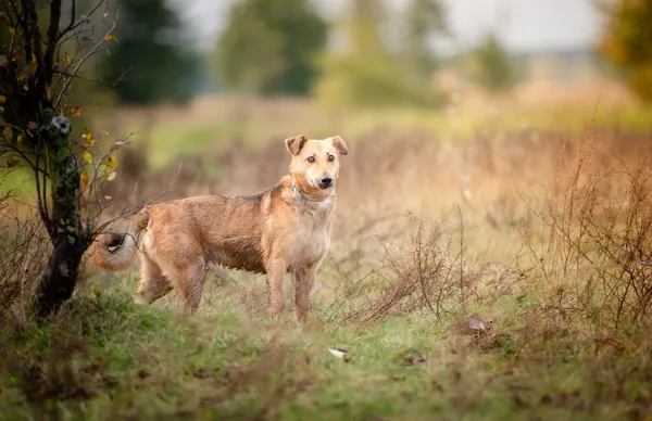 Oddam psa, Warszawa, Sady Żoliborskie, 28 października 2025 (5/6)