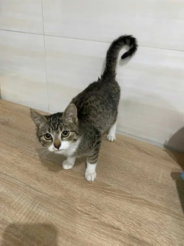 Znaleziono kota, Czartki, 28 października 2025