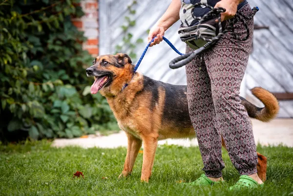 Oddam psa, Warszawa, Młynów, 28 października 2025 (2/6)