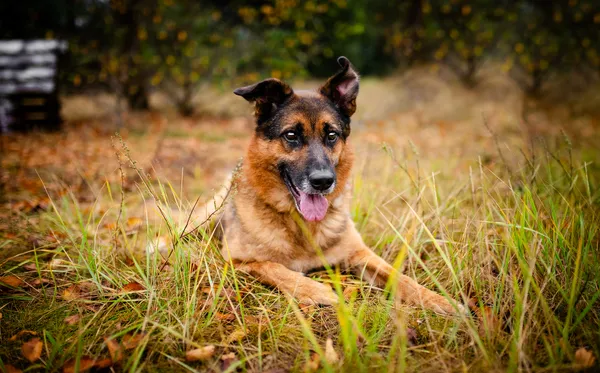 Oddam psa, Warszawa, Młynów, 28 października 2025 (6/6)