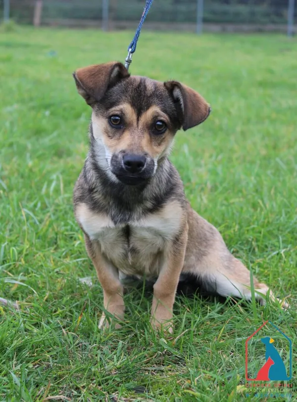 Pies do adopcji, Grudziądz, 16 października 2025