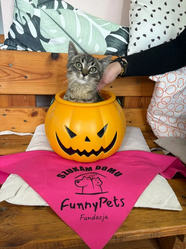 Kot do adopcji, Czartki, 28 października 2025 (2/5)