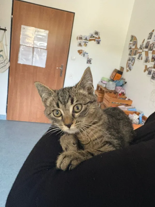 Kot do adopcji, Czartki, 28 października 2025 (3/5)