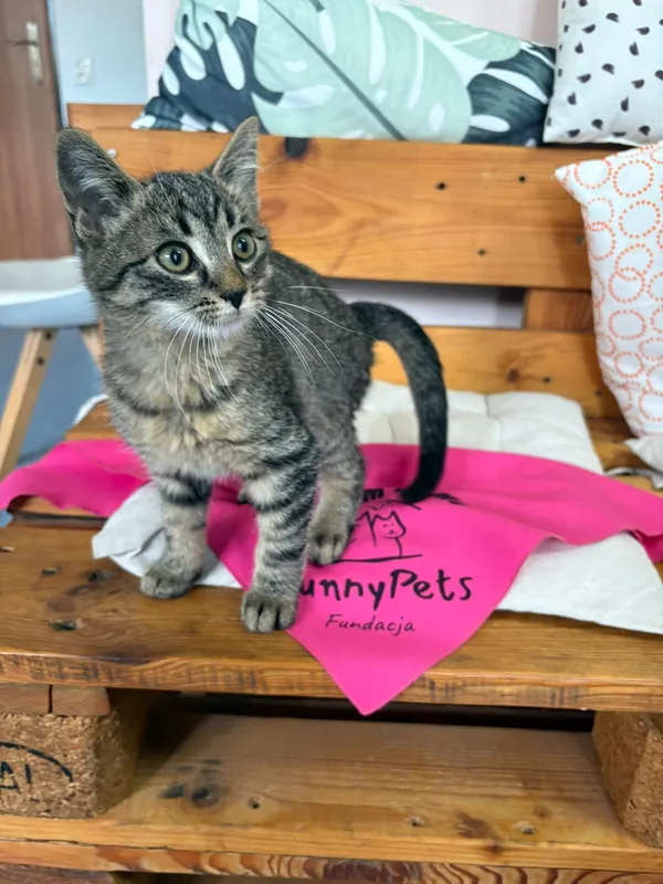 Kot do adopcji, Czartki, 28 października 2025 (5/5)