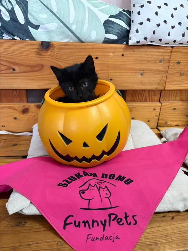 Kot do adopcji, Czartki, 28 października 2025 (1/5)