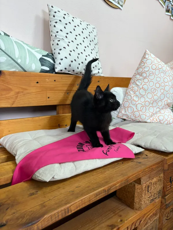 Kot do adopcji, Czartki, 28 października 2025 (4/5)