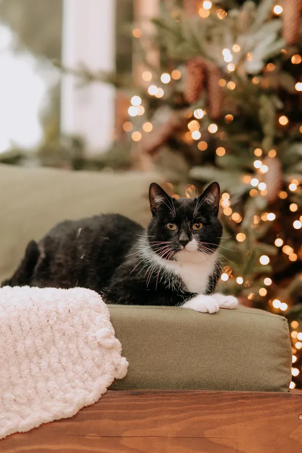 Kot do adopcji, Czartki, 28 października 2025 (1/5)