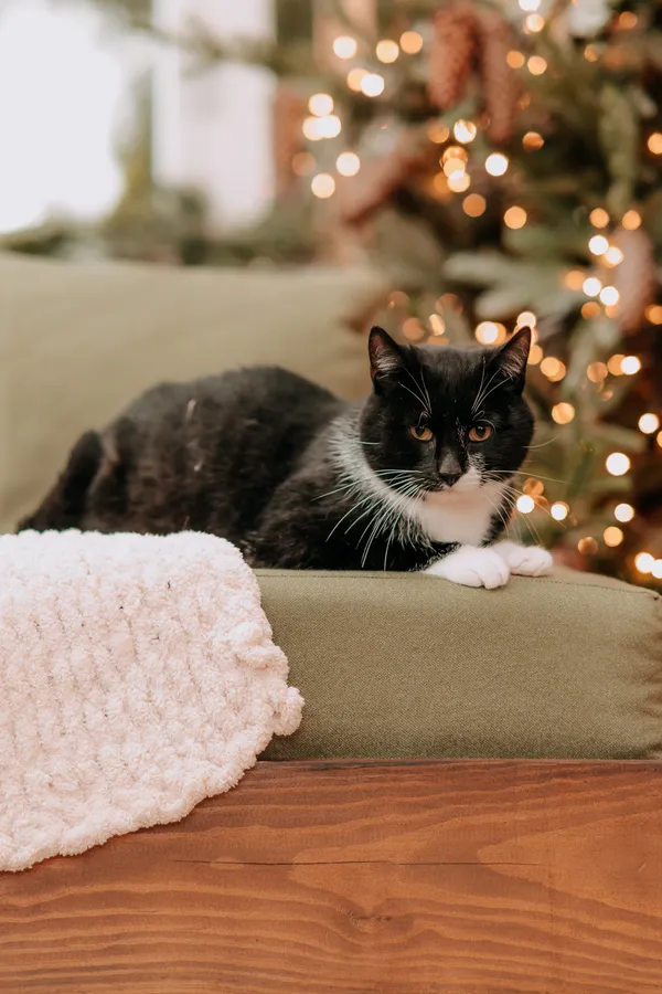 Kot do adopcji, Czartki, 28 października 2025 (2/5)