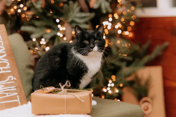 Kot do adopcji, Czartki, 28 października 2025 (3/5)