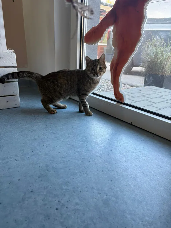 Kot do adopcji, Czartki, 28 października 2025 (3/3)