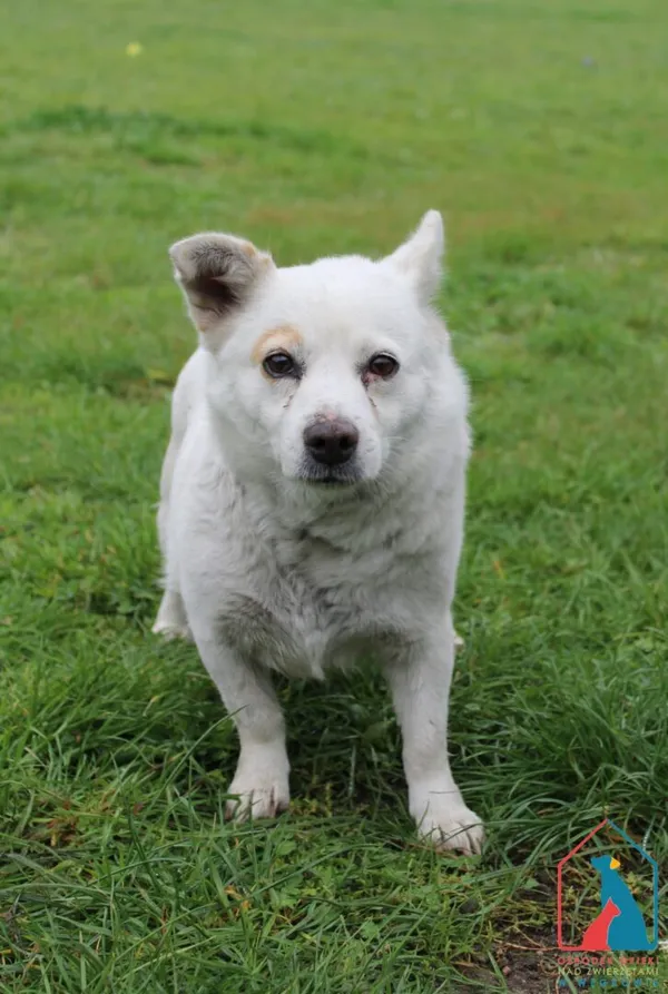 Pies do adopcji, Grudziądz, 7 października 2025