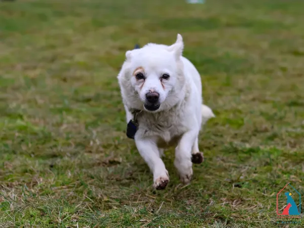 Pies do adopcji, Grudziądz, 7 października 2025 (4/5)