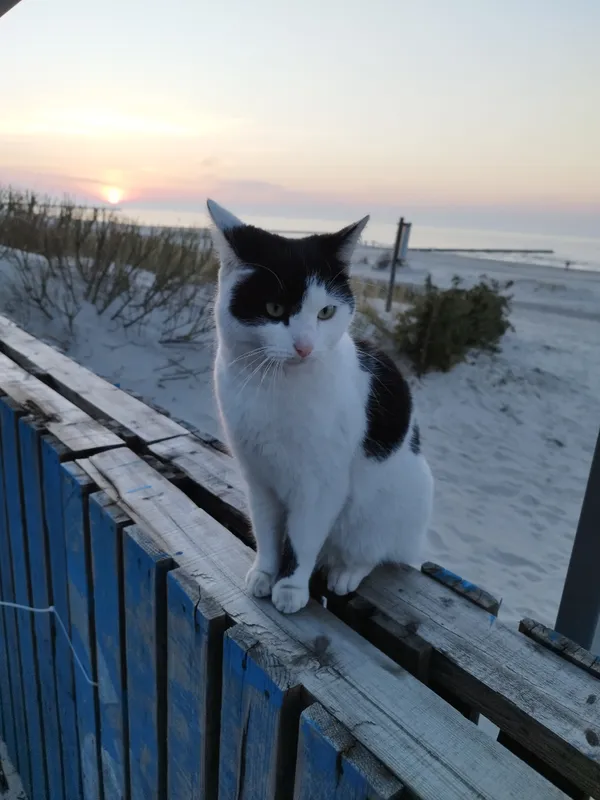 Zaginął kot, Ustka, Grabienko, 28 października 2025 (2/3)