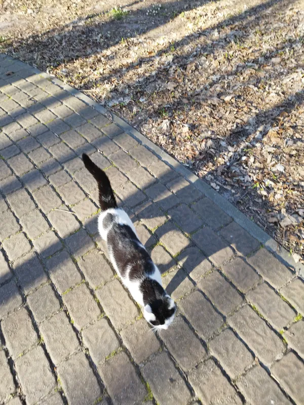 Zaginął kot, Ustka, Grabienko, 28 października 2025 (3/3)