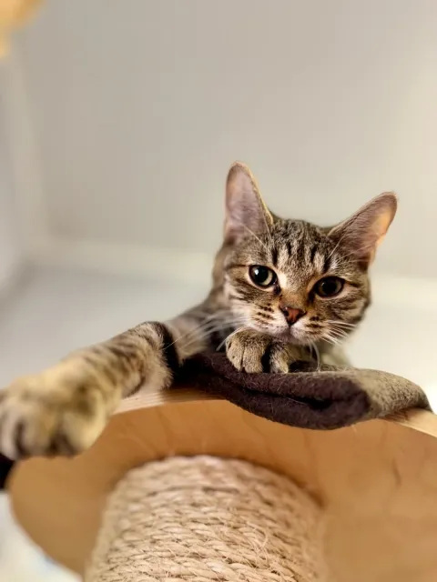 Kot do adopcji, Piła, 4 września 2025 (2/5)