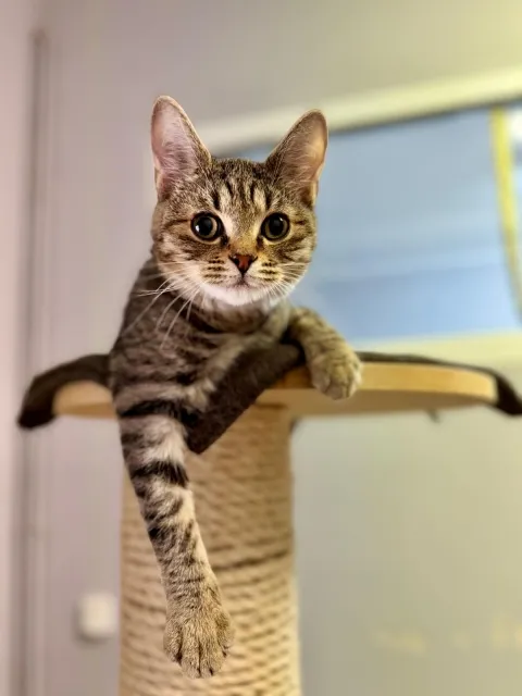 Kot do adopcji, Piła, 4 września 2025 (3/5)