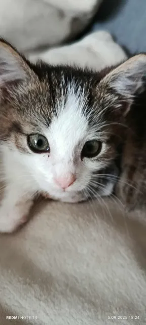 Kot do adopcji, Piła, 2 września 2025 (1/2)