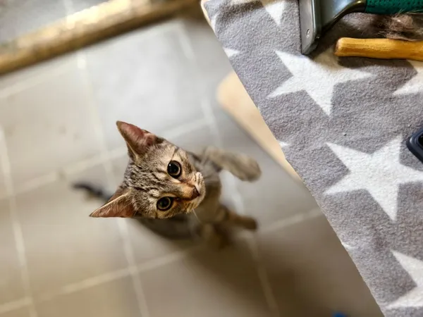 Kot do adopcji, Piła, 6 czerwca 2025 (2/3)