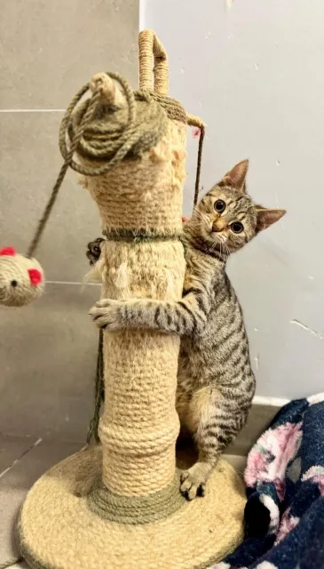 Kot do adopcji, Piła, 6 czerwca 2025 (3/3)