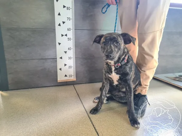 Znaleziono psa, Chełmek, 27 października 2025