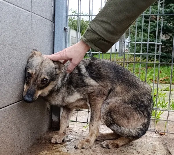 Pies do adopcji, Bełchatów, 18 listopada 2024 (2/5)