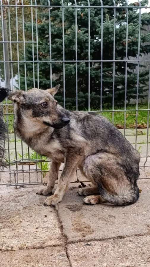 Pies do adopcji, Bełchatów, 18 listopada 2024 (3/5)