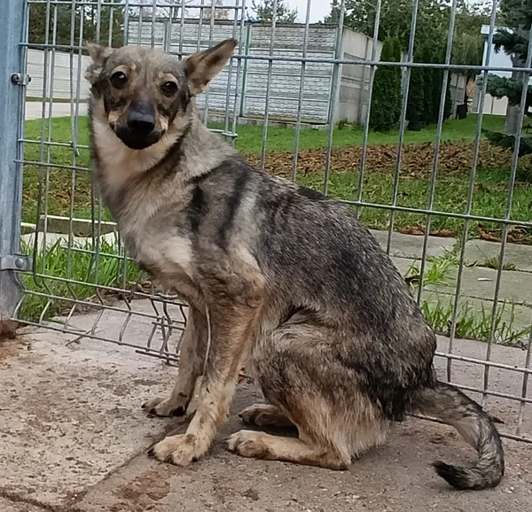 Pies do adopcji, Bełchatów, 18 listopada 2024 (5/5)