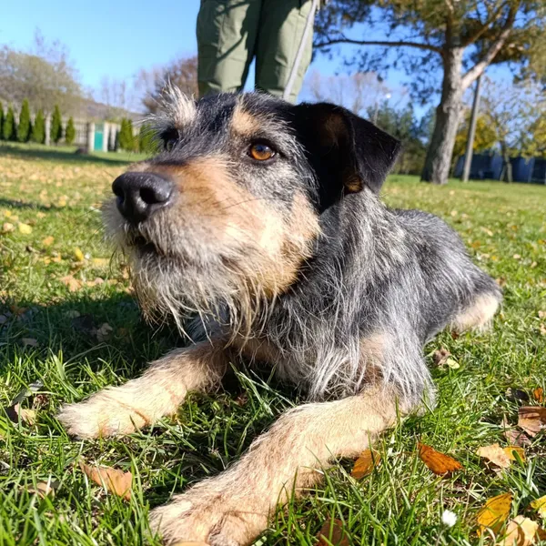 Pies do adopcji, Bełchatów, 24 października 2024 (1/5)