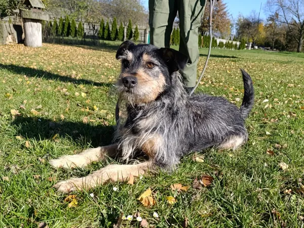 Pies do adopcji, Bełchatów, 24 października 2024 (2/5)