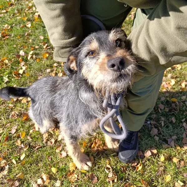 Pies do adopcji, Bełchatów, 24 października 2024 (3/5)