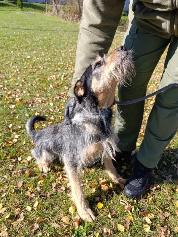 Pies do adopcji, Bełchatów, 24 października 2024 (4/5)