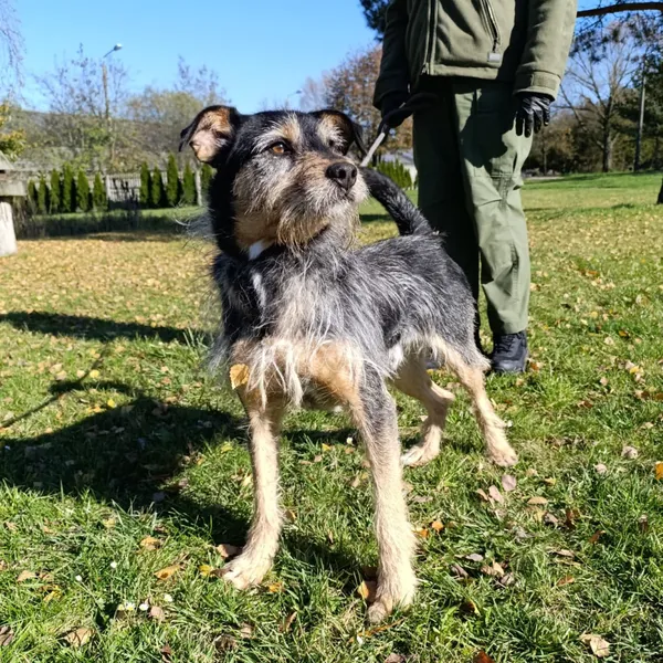 Pies do adopcji, Bełchatów, 24 października 2024 (5/5)