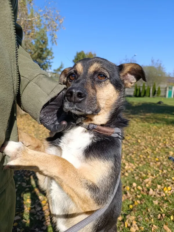 Pies do adopcji, Bełchatów, 28 października 2024 (1/5)