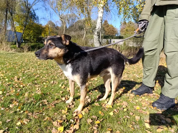 Pies do adopcji, Bełchatów, 28 października 2024 (2/5)