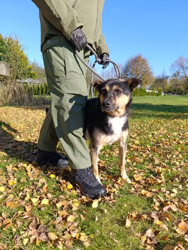 Pies do adopcji, Bełchatów, 28 października 2024 (3/5)