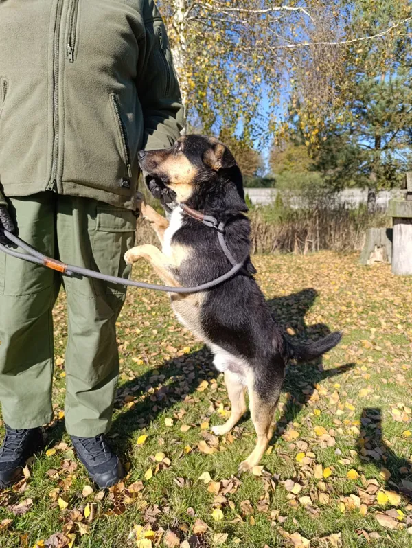 Pies do adopcji, Bełchatów, 28 października 2024 (4/5)