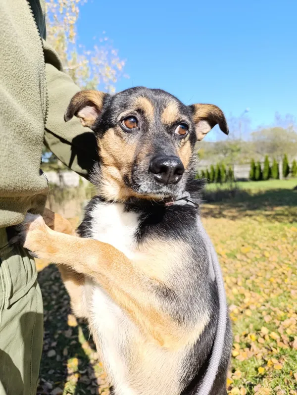 Pies do adopcji, Bełchatów, 28 października 2024 (5/5)