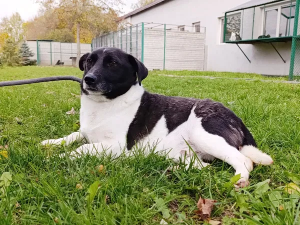 Pies do adopcji, Bełchatów, 22 maja 2025 (3/5)