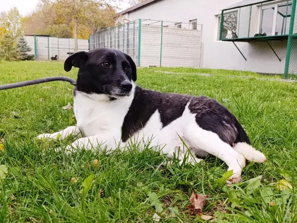 Pies do adopcji, Bełchatów, 22 maja 2025 (4/5)