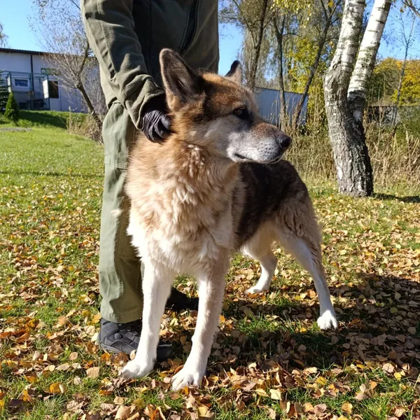 Pies do adopcji, Bełchatów, 12 stycznia 2024 (3/5)