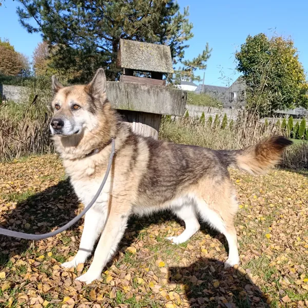 Pies do adopcji, Bełchatów, 12 stycznia 2024 (4/5)