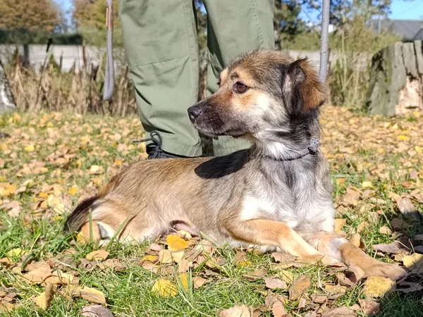 Pies do adopcji, Bełchatów, 22 września 2025 (1/5)