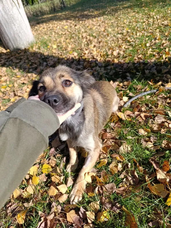 Pies do adopcji, Bełchatów, 22 września 2025 (2/5)