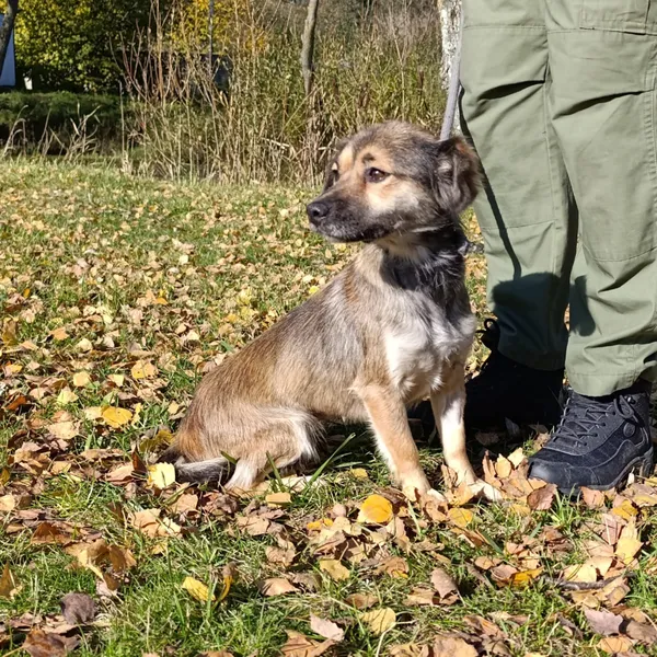 Pies do adopcji, Bełchatów, 22 września 2025 (3/5)