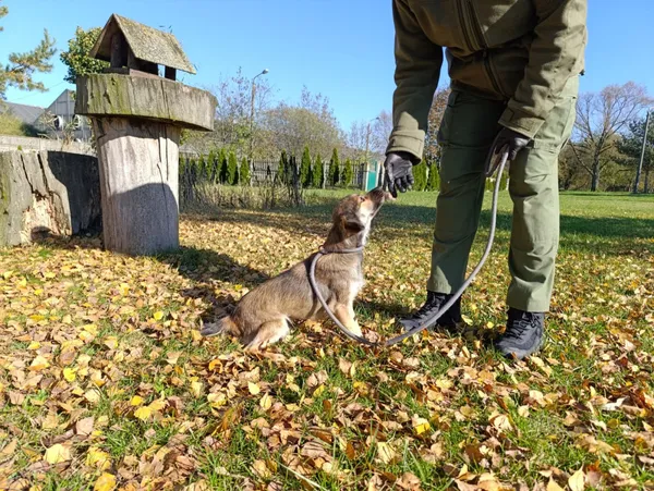 Pies do adopcji, Bełchatów, 22 września 2025 (4/5)