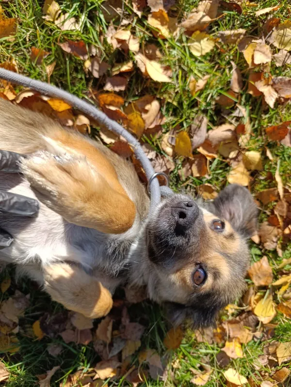 Pies do adopcji, Bełchatów, 22 września 2025 (5/5)