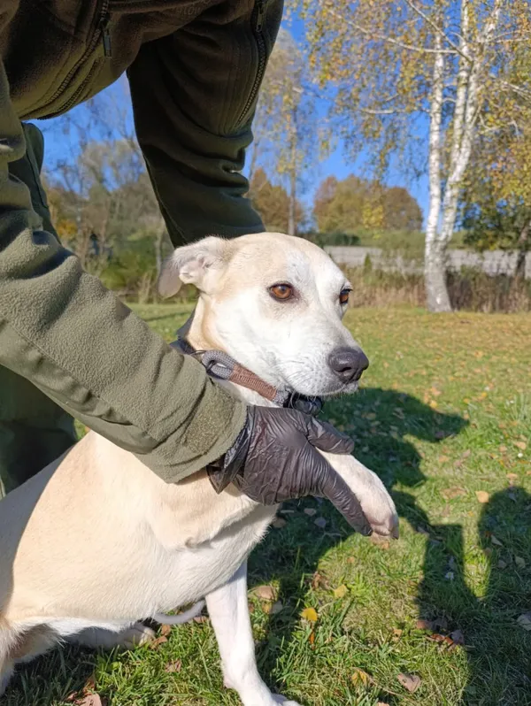 Pies do adopcji, Bełchatów, 20 grudnia 2024 (3/5)