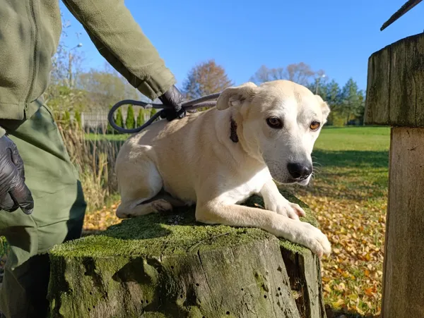 Pies do adopcji, Bełchatów, 20 grudnia 2024 (5/5)