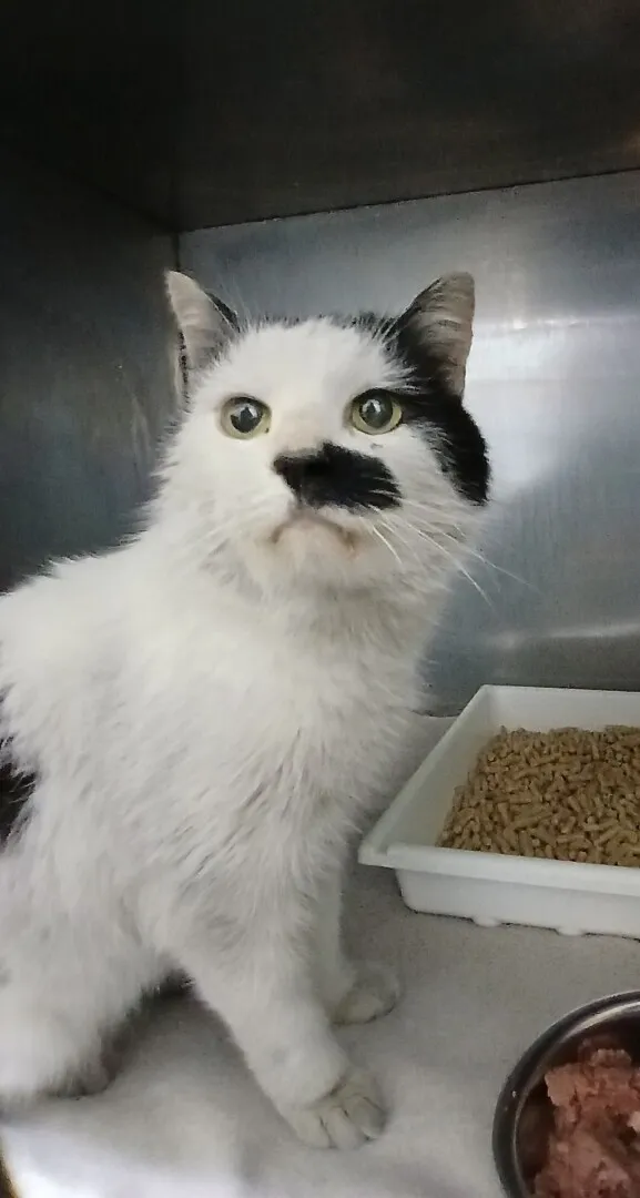 Znaleziono kota, Gdańsk, 28 października 2025