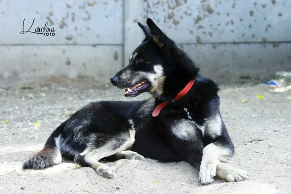 Pies do adopcji, Konin, 2 czerwca 2018 (1/5)